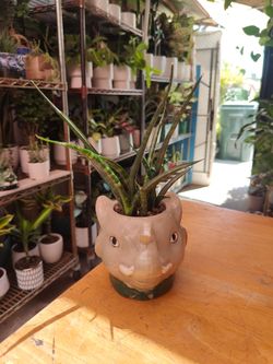 Mikado Snake Plant