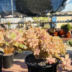 Echeveria Golden Ghost Crest