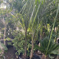 Queen palm tree