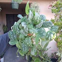 Scindapsus Pictus Argyraeus Plant $18