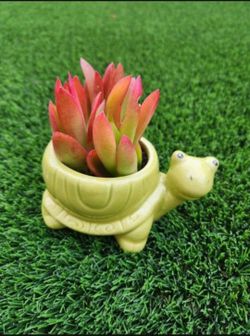 Turtle Pot With Crassula Succulents