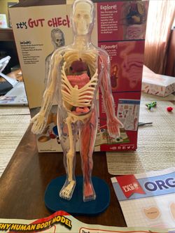 Smart lab anatomy set. Home school activity. No book
