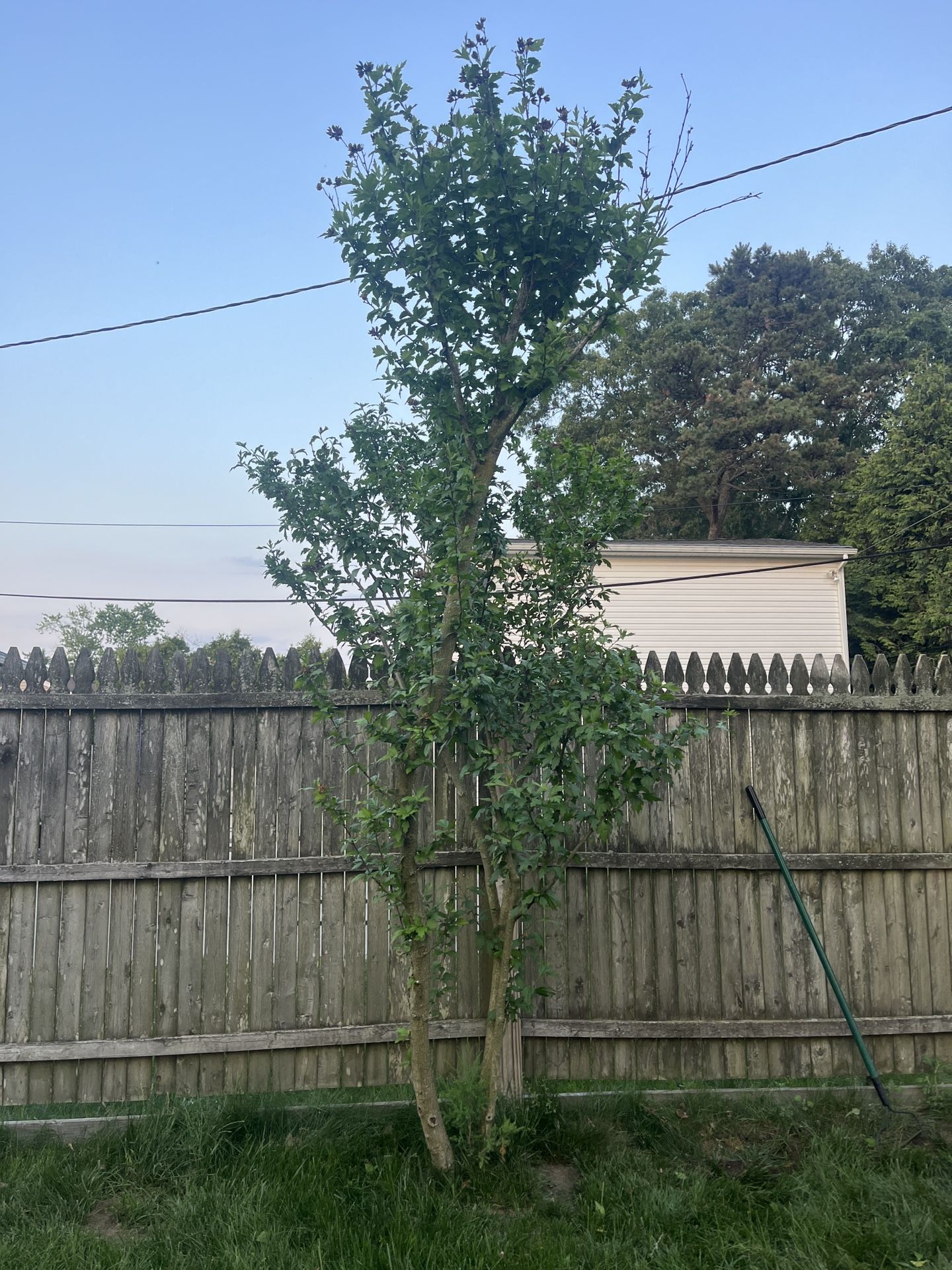 Free Rose Of Sharon