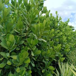 🪴🪴 CLUSIA PRIVACY HEDGE PLANTS 25GL $95