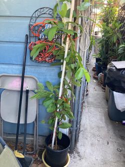 White guava