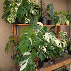 Premium Aroid Soil Mix