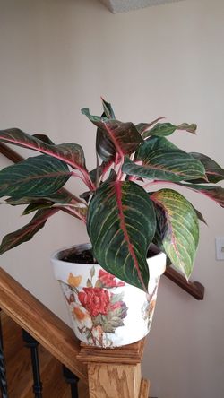 Aglaonema ‘Red Emerald’ - Chinese Evergreen- Air purifying plant - live house plant- Aglaonema garnet Coltrane