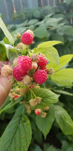 Organic raspberry red plant