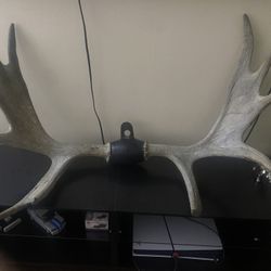 moose antlers 