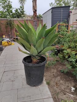 Agave Plant In Pot