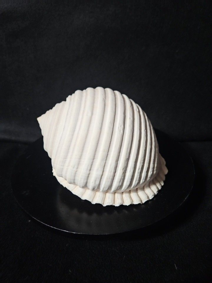 TONNIDAE Tonna Allium Albinistic Nautical Shell