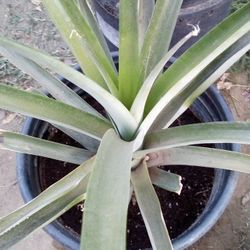 🍍Pineapple Plant (Piña)