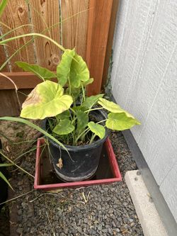 Elephant Ear Plant
