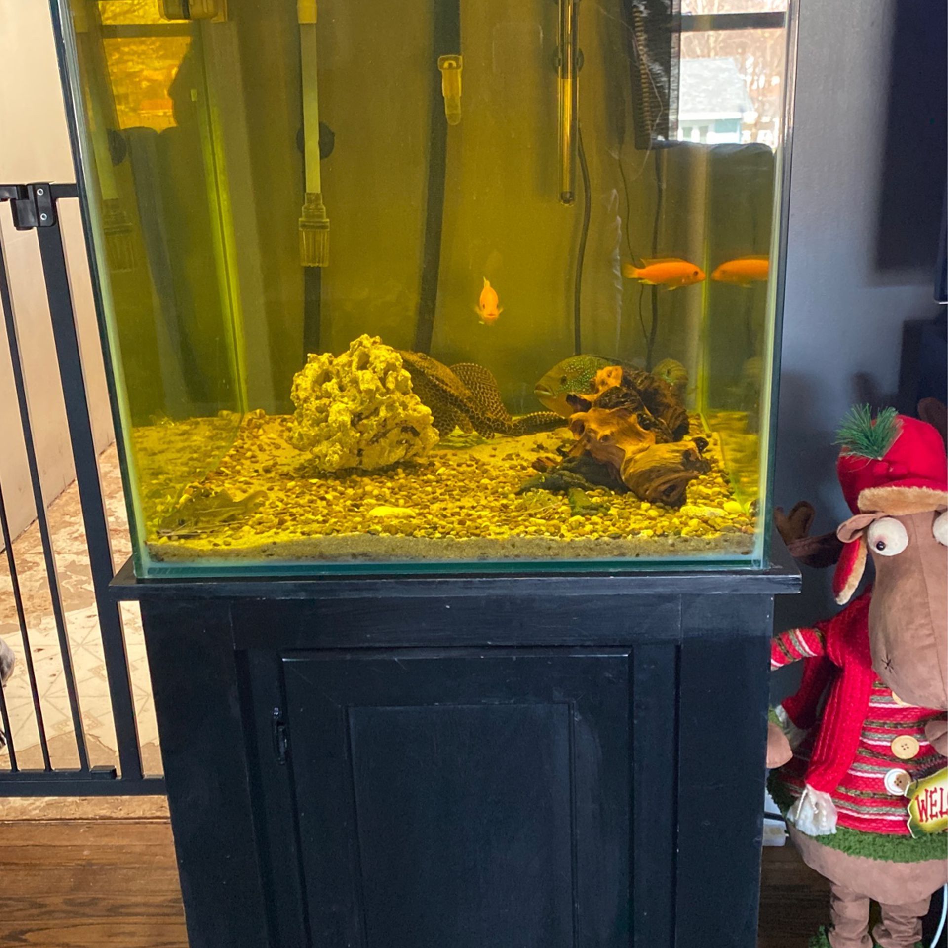 Rimless Tank And Fish And All Equipment