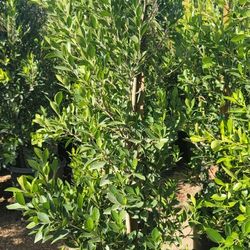 Indian Laurel / Ficus Nitida