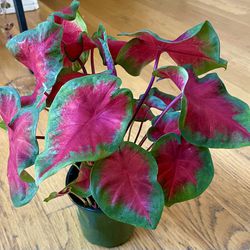 Red Ruffles Caladium Plant / Free Delivery Available 