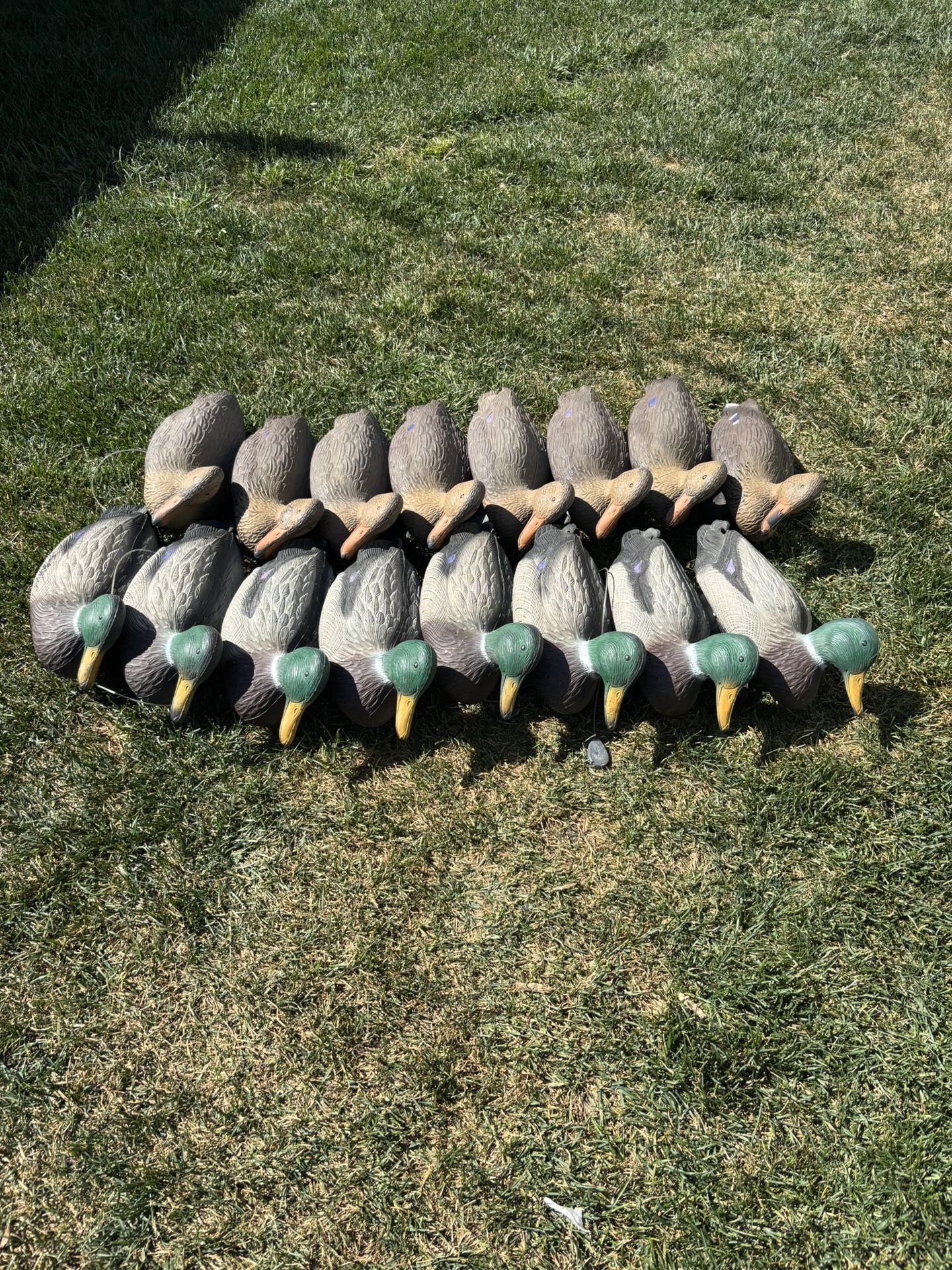 16 Mallard Duck Decoys