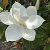 M White