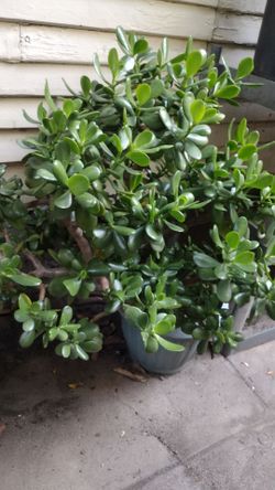 Planta de jade alrededor de 3' pies de alto