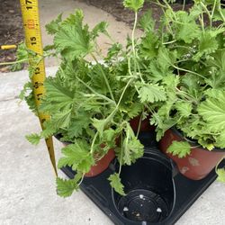 One Gallon Pot Big/full/lush Citronella  Plant (mosquito Plant); 95820