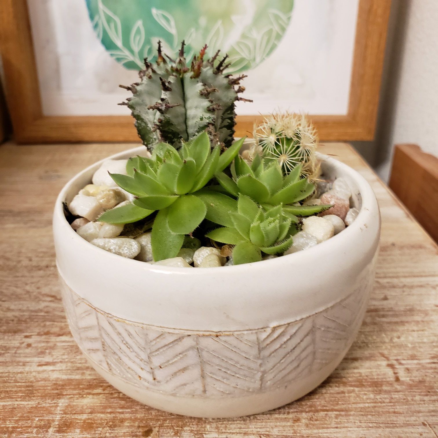 Cactus and succulent in unique, Herringbone, white, ceramic planter. About 4 inches in diameter and 2 in. Tall.
