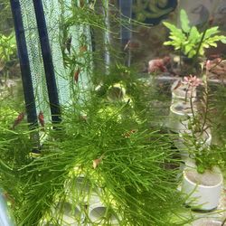Java moss