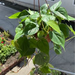 Philodendron