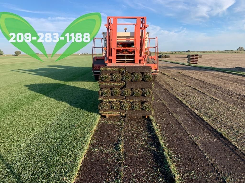 Best QUALITY Sod