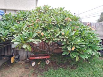 Plumeria Clippings