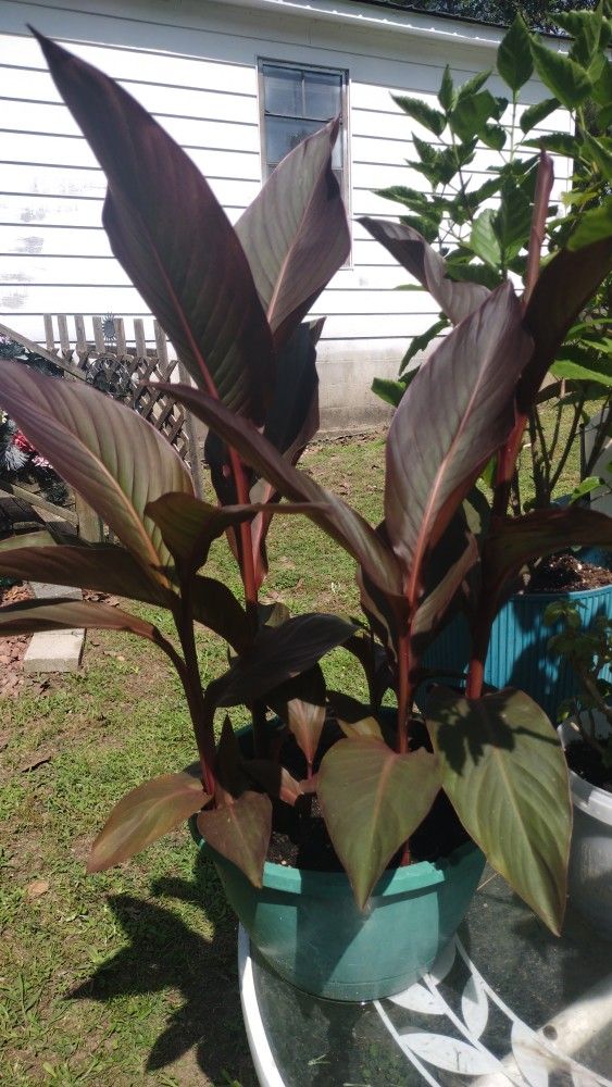 Plants ( Coleus, Red Tropical Habiscus, Canna Lily Etc