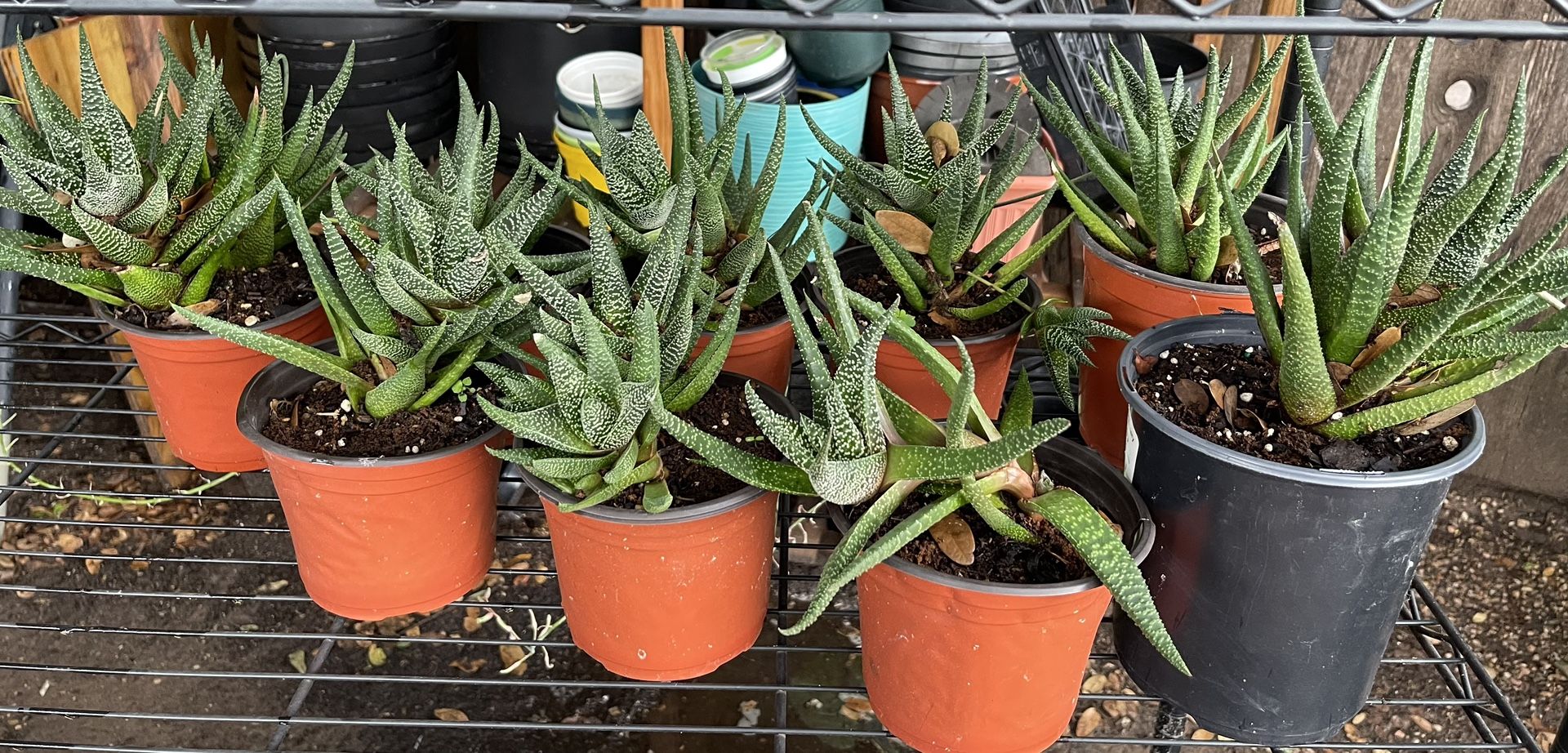“Zebra Wart” Plants $5 ea. OR 3/$10