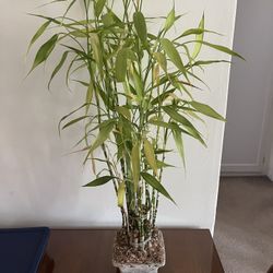 Bamboo Lucky Plant Tree
