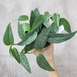 Rare Uncommon Blue Pothos Plant/ Cebu Blue Pothos Money Plant / House Plant/ Indoor Plant Flower Patio Garden 
