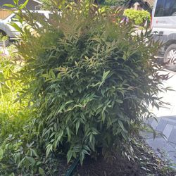 Heavenly Bamboo 