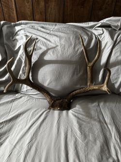 Excellent Eight Point Deer Horn