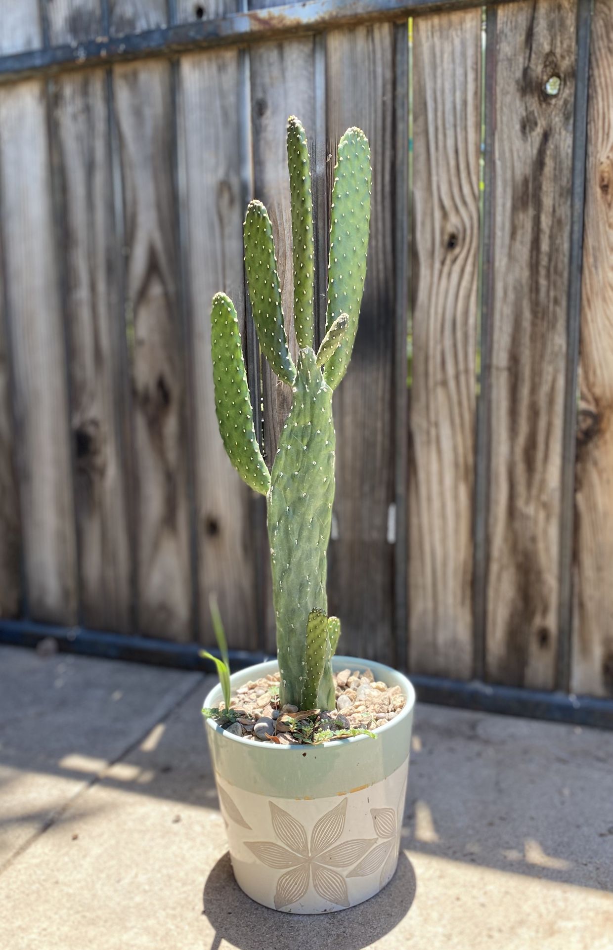 Cow Tongue Cactus Plant