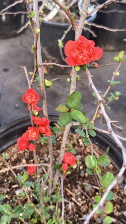 Quince  Double Take Plant Cây Hoa Đào Nhật 5-7 Gallon 