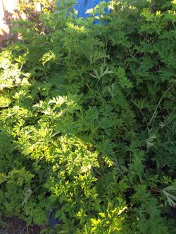 Free citronella cuttings