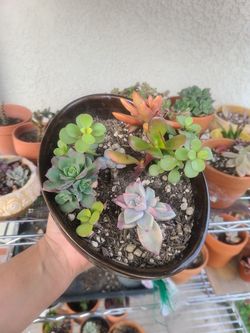 Succulent variety bowl