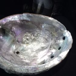 Abolne Shell 10" Rare Very Beautiful 