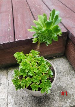 Healthy and beautiful Crested green Aeonium