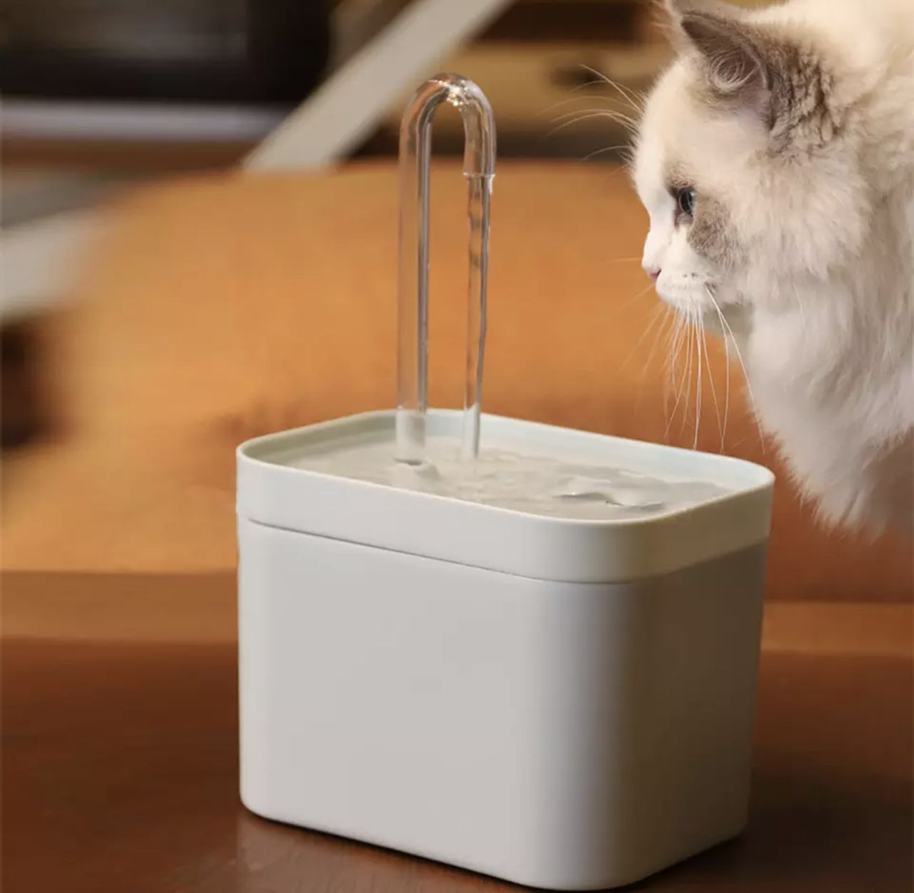 Water fountain for dogs and cats