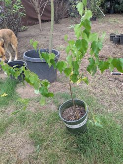 2 foot tall European Birch Tree