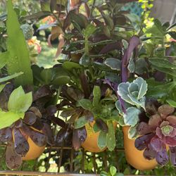 Plants In Terra Cotta Pot 