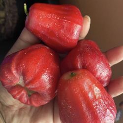 Thai Wax Apple Tree 