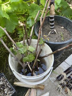 Grape Vine Cutting