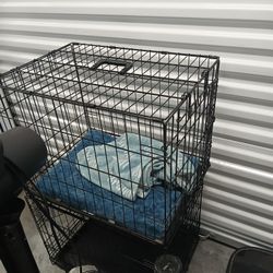 Dog Kennel