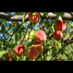Peach Tree Red Heaven
