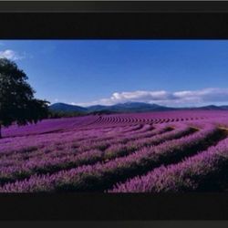 Peter Lik Lavender Sea