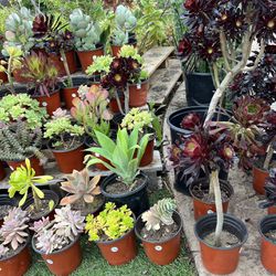 Variety Of Succulents Plants 
